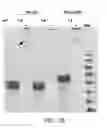 Fig. 20 - Compositions comprising fibrous polypeptides and polysaccharides