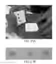 Fig. 22 - Compositions comprising fibrous polypeptides and polysaccharides