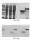 Fig. 24 - Compositions comprising fibrous polypeptides and polysaccharides