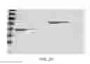 Fig. 26 - Compositions comprising fibrous polypeptides and polysaccharides