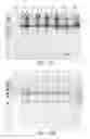 Fig. 28 - Compositions comprising fibrous polypeptides and polysaccharides