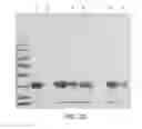 Fig. 30 - Compositions comprising fibrous polypeptides and polysaccharides