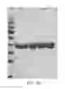 Fig. 31 - Compositions comprising fibrous polypeptides and polysaccharides