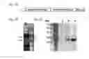 Fig. 02 - CETP antigenic peptide and fusion protein and their composition and applications