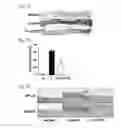 Fig. 04 - CETP antigenic peptide and fusion protein and their composition and applications