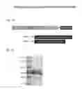 Fig. 02 - Compositions comprising serum albumin and p53 peptides fusion proteins