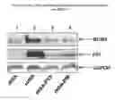 Fig. 06 - Compositions comprising serum albumin and p53 peptides fusion proteins