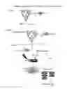 Fig. 09 - Compositions comprising serum albumin and p53 peptides fusion proteins