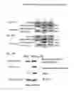 Fig. 11 - Compositions comprising serum albumin and p53 peptides fusion proteins