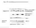 Fig. 12 - Compositions comprising serum albumin and p53 peptides fusion proteins