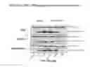 Fig. 13 - Compositions comprising serum albumin and p53 peptides fusion proteins