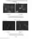 Fig. 14 - Compositions comprising serum albumin and p53 peptides fusion proteins