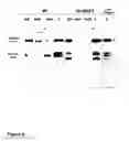 Fig. 09 - Preparation and composition of inter-alpha inhibitor proteins from blood