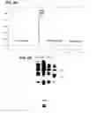 Fig. 11 - Preparation and composition of inter-alpha inhibitor proteins from blood