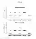 Fig. 11 - Human antibodies binding to RSV G protein
