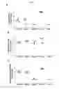 Fig. 09 - Human antibodies binding to RSV G proteins