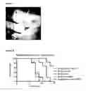 Fig. 08 - Composition for Intraocular Implantation of Bevacizumab