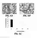 Fig. 08 - Effector-deficient anti-CD32A antibodies