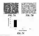 Fig. 09 - Effector-deficient anti-CD32A antibodies