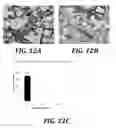 Fig. 13 - Effector-deficient anti-CD32A antibodies