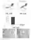Fig. 15 - Effector-deficient anti-CD32A antibodies