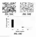 Fig. 19 - Effector-deficient anti-CD32A antibodies