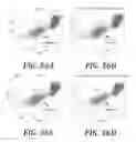 Fig. 29 - Effector-deficient anti-CD32A antibodies