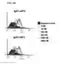 Fig. 10 - Human monoclonal antibodies specific for CD22