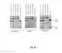 Fig. 20 - RNA-CODED ANTIBODY