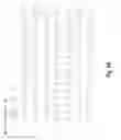Fig. 12 - Antibodies against CD73