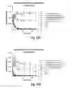 Fig. 58 - Antibodies against CD73