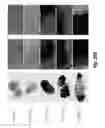 Fig. 71 - Antibodies against CD73