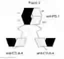Fig. 04 - BISPECIFIC ANTIBODIES