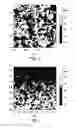 Fig. 04 - Silane functionalized polyolefins for polyolefin nanocomposites