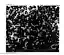 Fig. 03 - Photocurable coating composition and its use