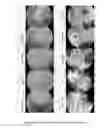 Fig. 06 - Water, grease and heat resistant bio-based products and method of making same