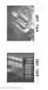 Fig. 19 - INTEGRATED HUMAN ORGAN-ON-CHIP MICROPHYSIOLOGICAL SYSTEMS