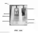 Fig. 31 - INTEGRATED HUMAN ORGAN-ON-CHIP MICROPHYSIOLOGICAL SYSTEMS