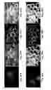 Fig. 44 - RECONFIGURABLE ASSEMBLY WITH FARADAY WAVE-BASED TEMPLATES