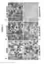 Fig. 05 - Compositions and Methods Useful for Culturing Differentiable Cells
