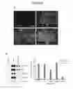 Fig. 08 - Compositions and Methods Useful for Culturing Differentiable Cells