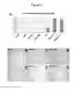 Fig. 09 - Compositions and Methods Useful for Culturing Differentiable Cells