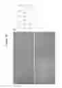 Fig. 14 - Compositions and Methods Useful for Culturing Differentiable Cells
