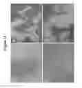 Fig. 20 - Compositions and Methods Useful for Culturing Differentiable Cells