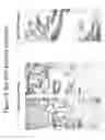 Fig. 04 - Differentiated Pluripotent Stem Cell Progeny Depleted of Extraneous Phenotypes