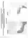 Fig. 07 - Differentiated Pluripotent Stem Cell Progeny Depleted of Extraneous Phenotypes