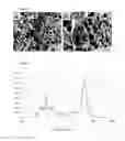 Fig. 02 - Kit and method for promoting mesenchymal stem cell differentiation