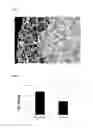 Fig. 03 - Kit and method for promoting mesenchymal stem cell differentiation