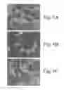 Fig. 06 - Methods of producing stem cell conditioned media