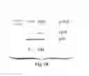Fig. 11 - Methods of producing stem cell conditioned media